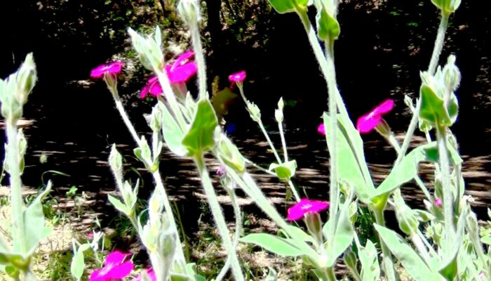 fairy5 Ashland Oregon hiking trails, Ashland Oregon hiking, Ashland Oregon trails,