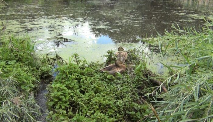 Ashland Oregon hiking trails, Ashland Oregon hiking, Ashland Oregon trails, 