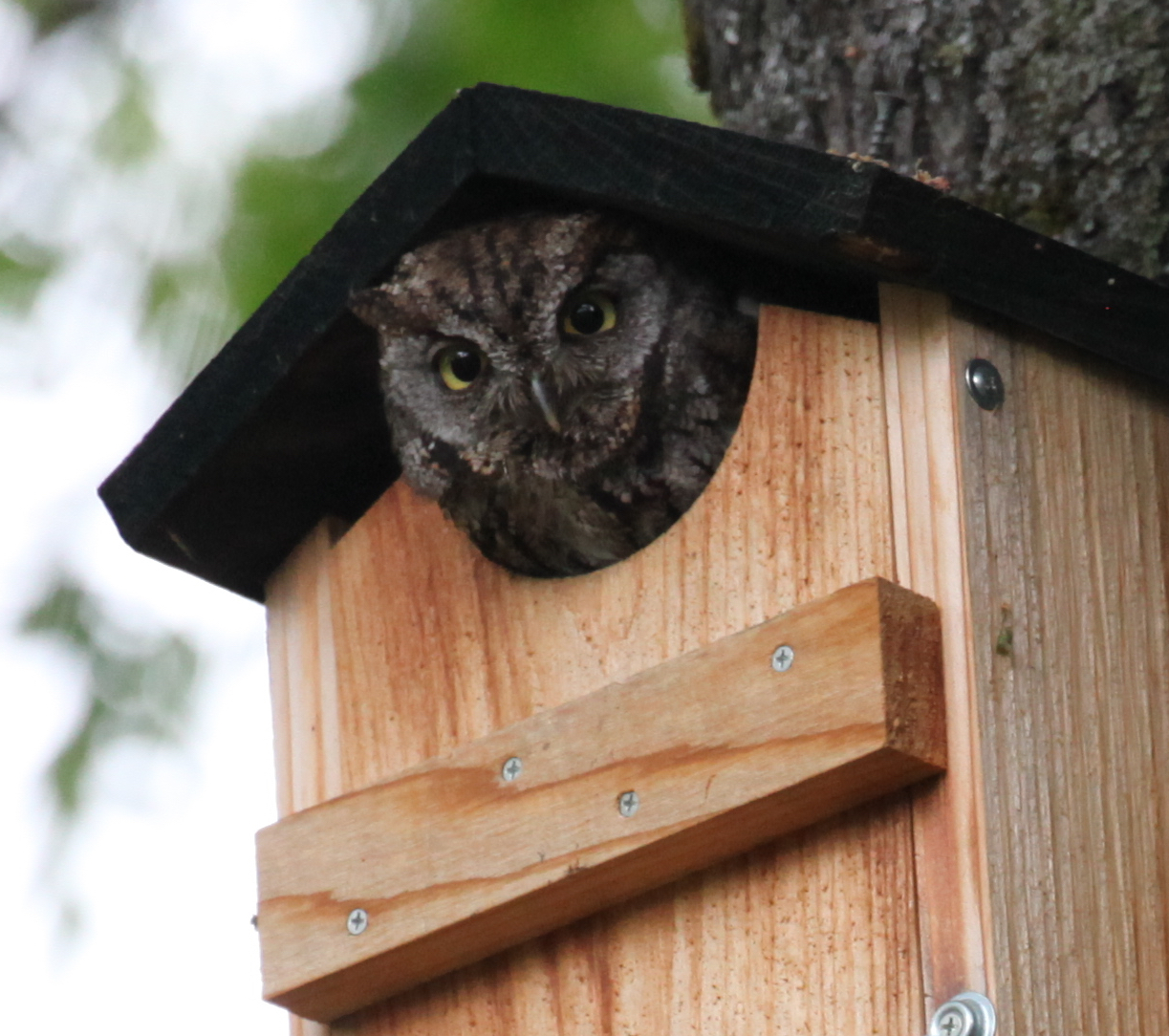 Owl in box - Ashland Trails